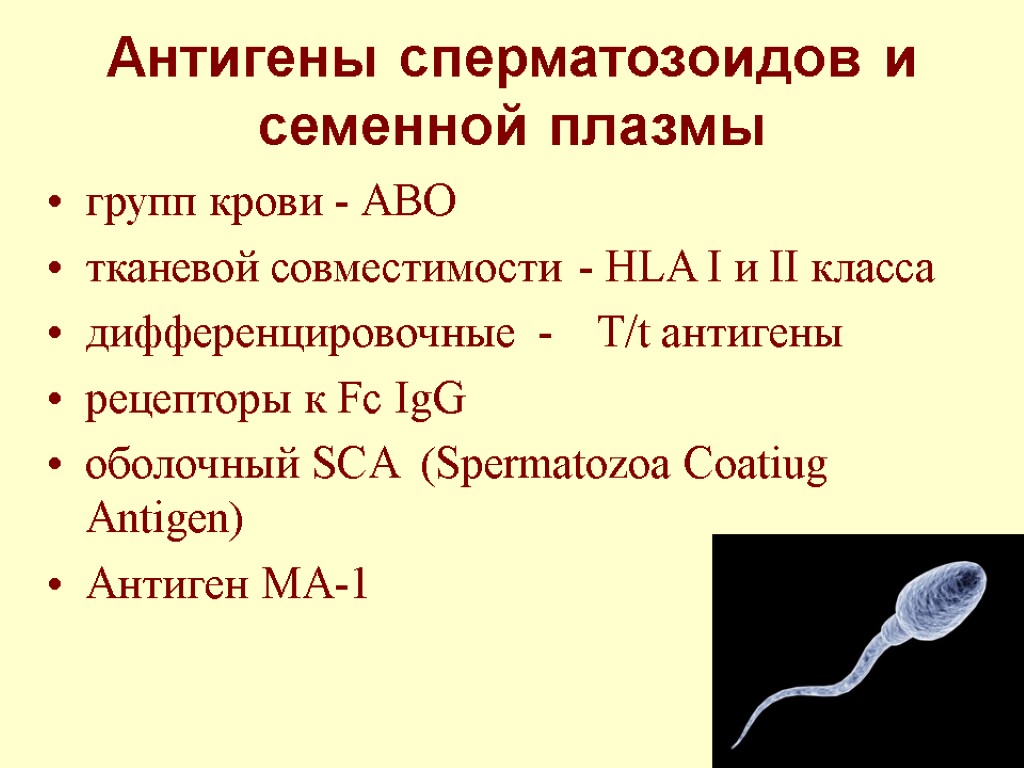 Антигены сперматозоидов и семенной плазмы групп крови - АВО тканевой совместимости - HLA I